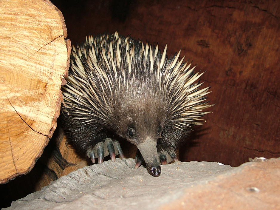 Echidna exploring for ants and termites at Grampians Paradise Camping and Caravan Parkland